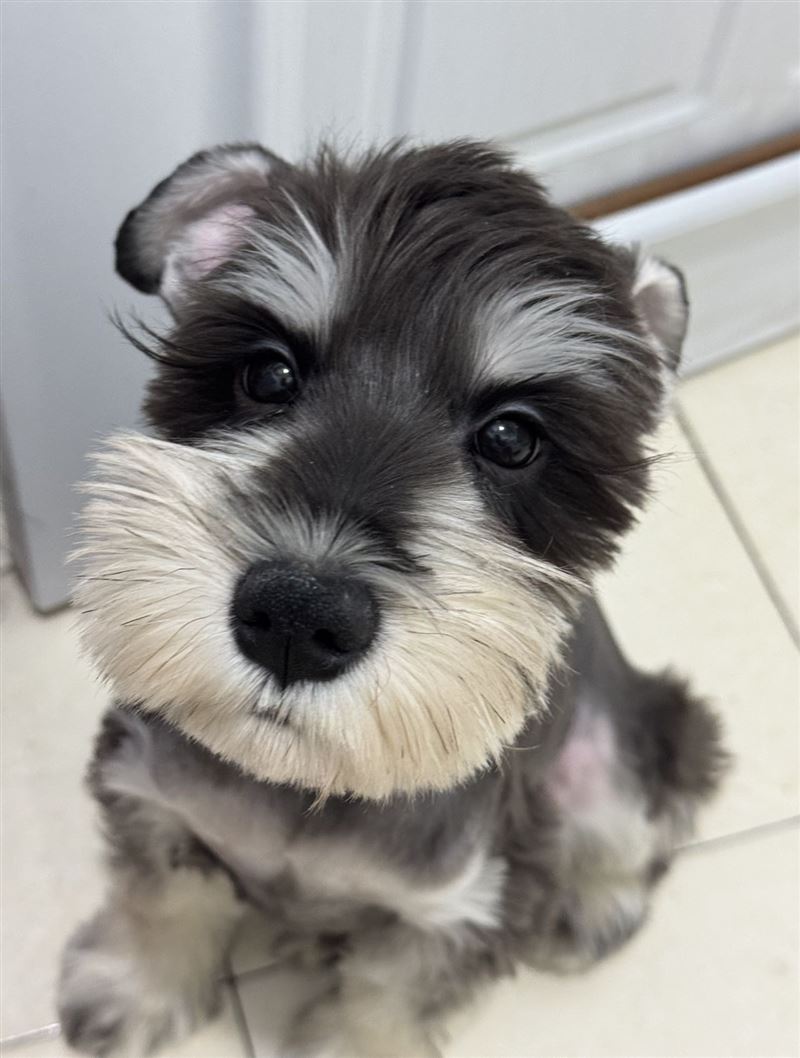 雪納瑞公的4個月